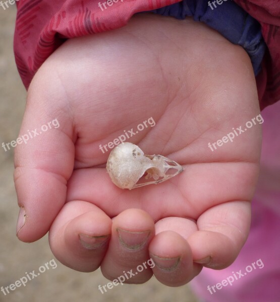 Skull Bird Skull Bird Child Hand Girl