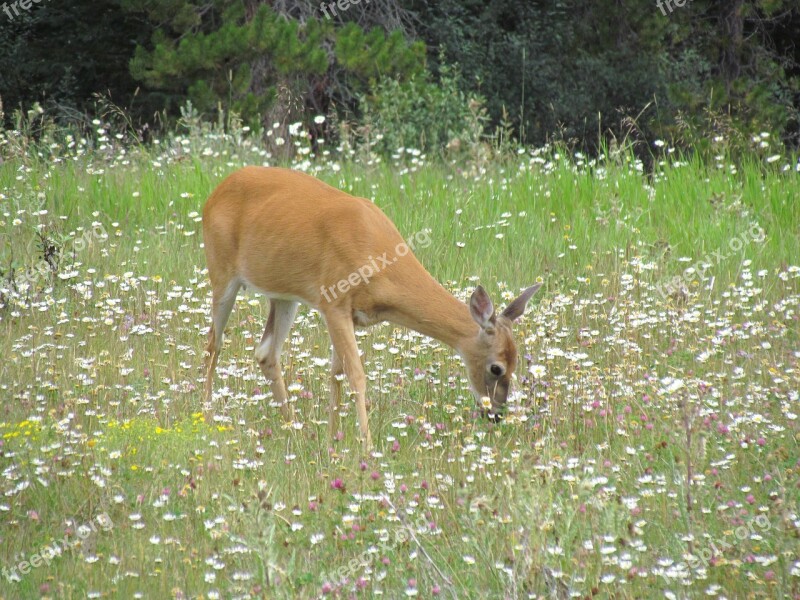 Deer Biche Wild Animal Nature Animal