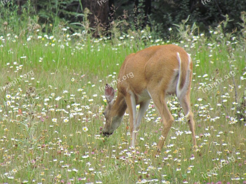 Deer Biche Wild Animal Nature Animal