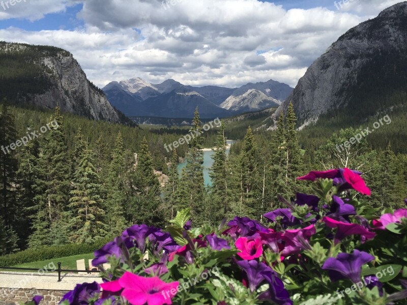 Mountain Flowers Nature Summer Landscape