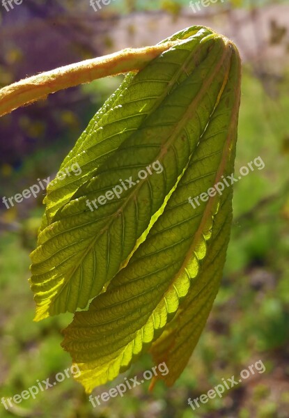 Chestnut Leaf Chestnut Leaves Leaves Nature