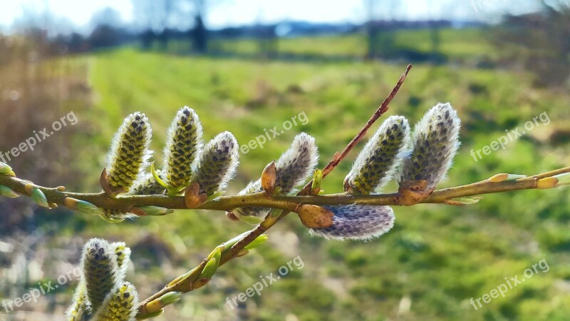 Tree Kitten Spring Bud Tree Nature