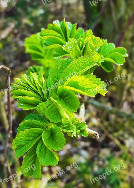 Leaf Spring Nature Wild Flower Early Bloomer