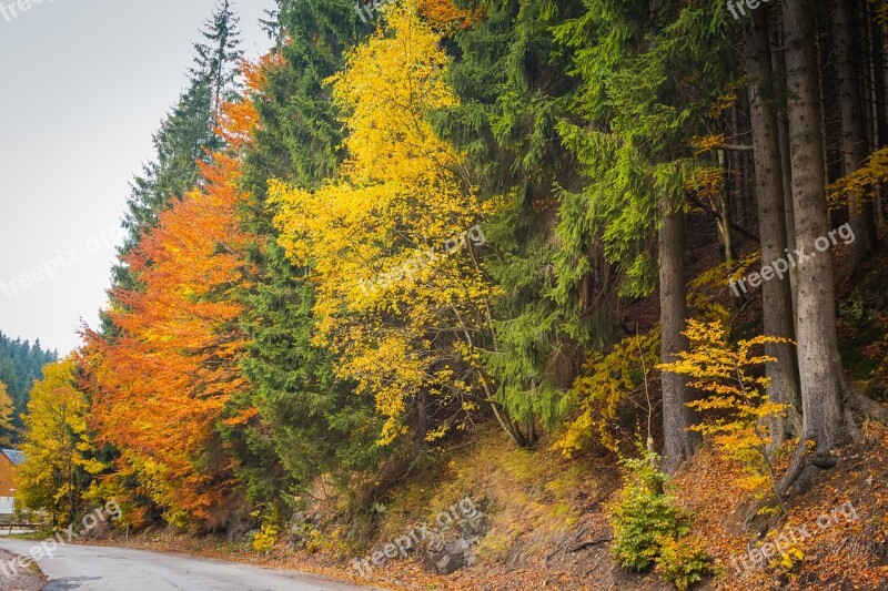 Trees Autumn Alley Nature Colors