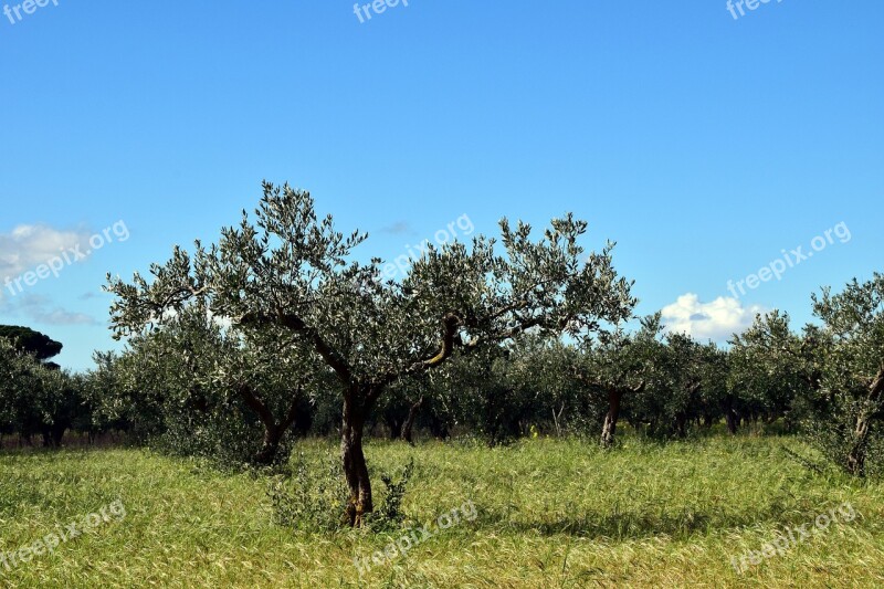 Olive Trees Tree Nature Old Tree Gnarled