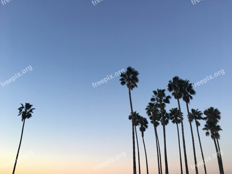 Palm Trees Sky Silhouette Free Photos