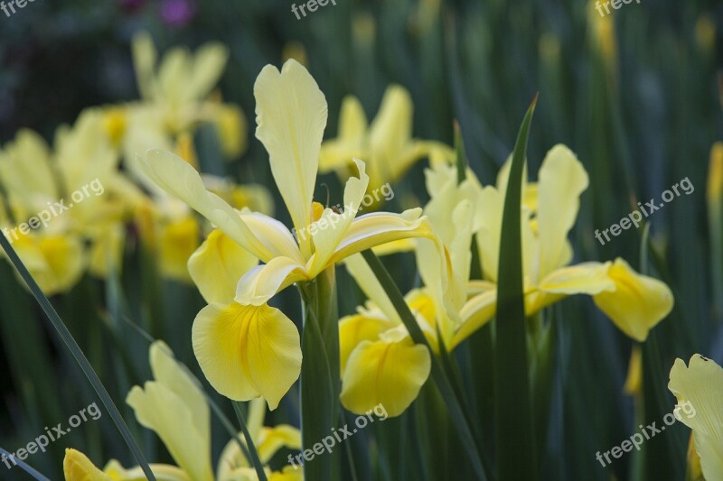 Iris Flower Bloom Spring Flowering