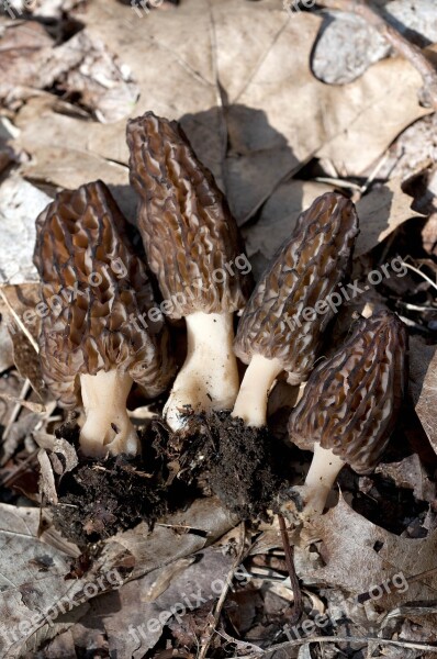 Mushrooms Morels Fungi Free Photos