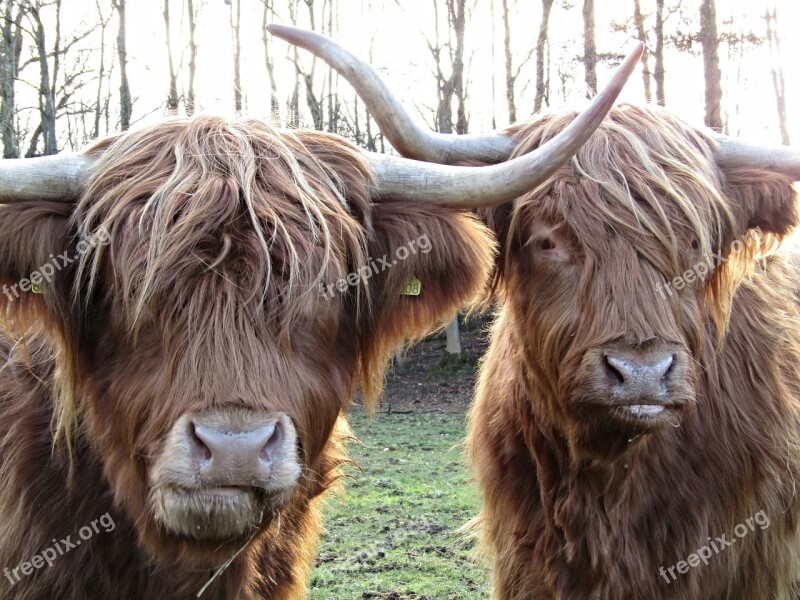 Highland Cow Coo Scotland Hairy Scottish