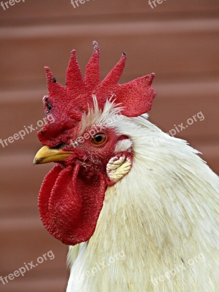 Bird Farm Rooster Chicken Cockerel