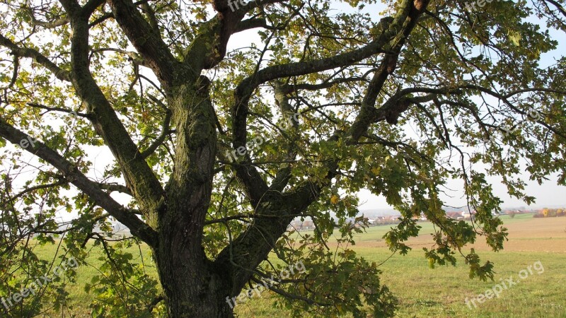 Tree Oak Branch Old Oak Gnarled