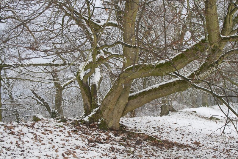 Tree Winter Hesse Winter Trees Wintry