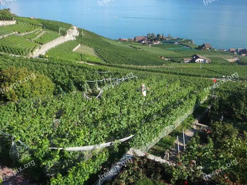 Vines Switzerland Lake Geneva Grape Free Photos