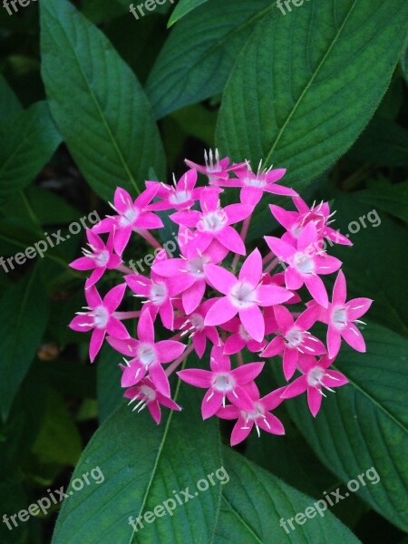 Flower Leaves Plant Garden Green