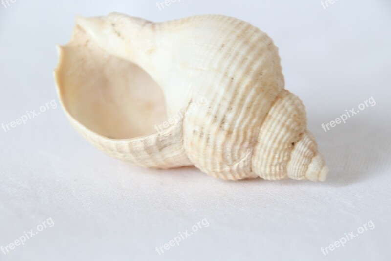 Cochlea Snail White Shell Still Life