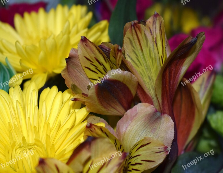 Alstroemeria Peruvian Lily Chrysanthemum Flower Blossom