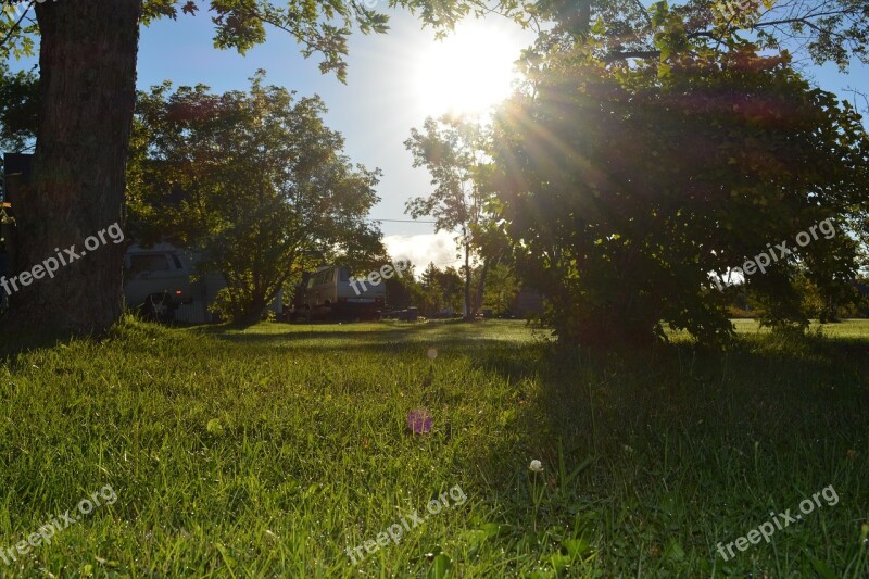 Sun Nature Summer Tree Turf