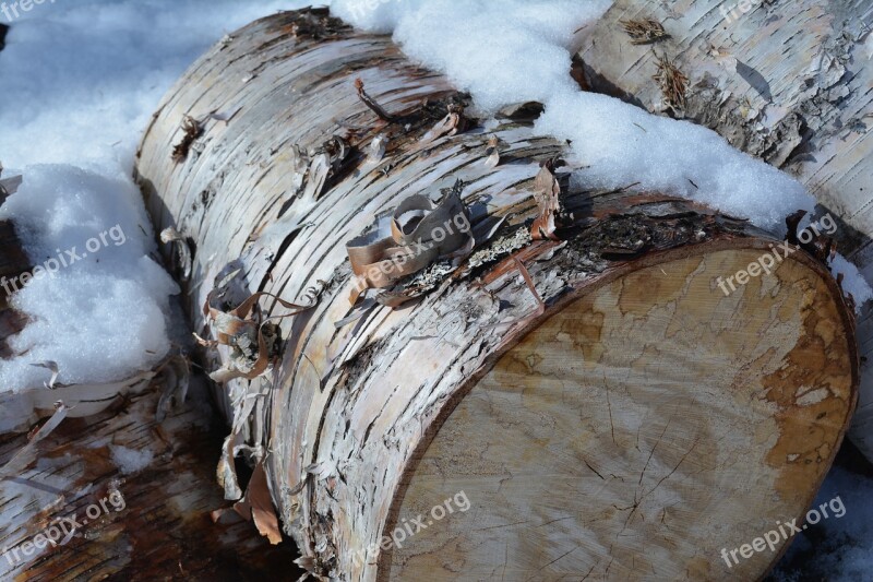 Wood Winter Snow Nature Forest