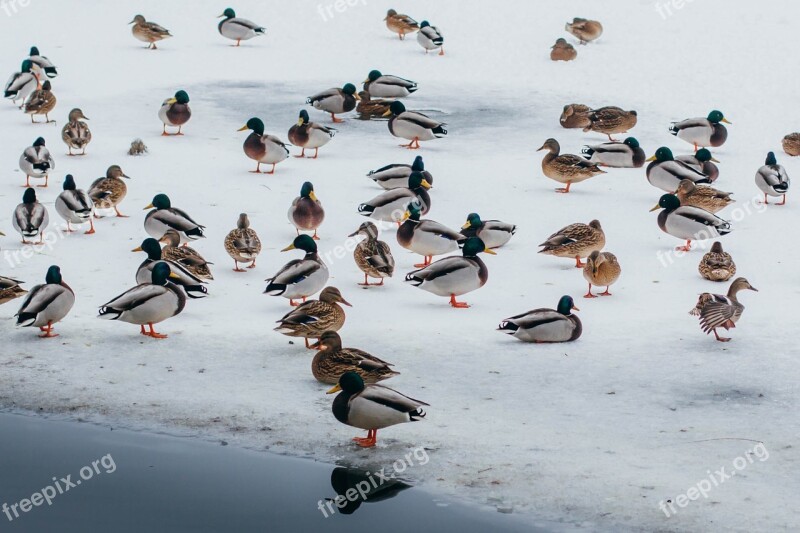 Duck Ice Lake Wintering Water