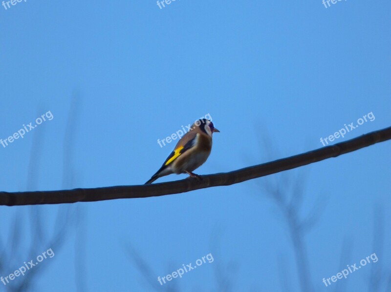 Goldfinch Bird Cable Singing Bird Carduelis Carduelis