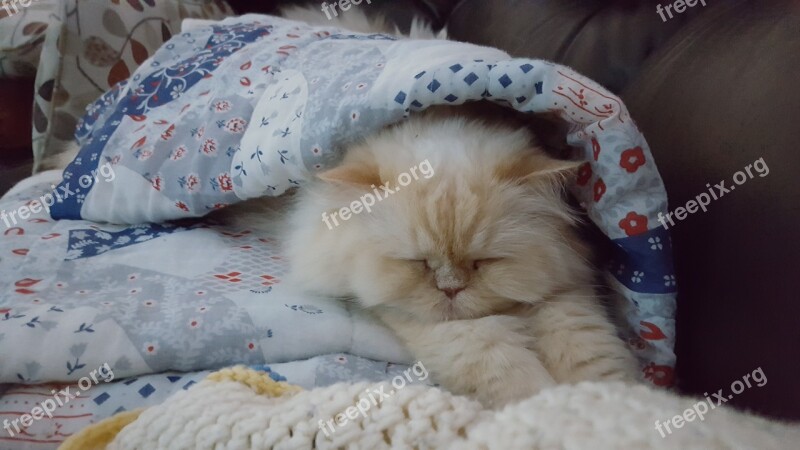 Persian Cat Courtenay Nold Nap