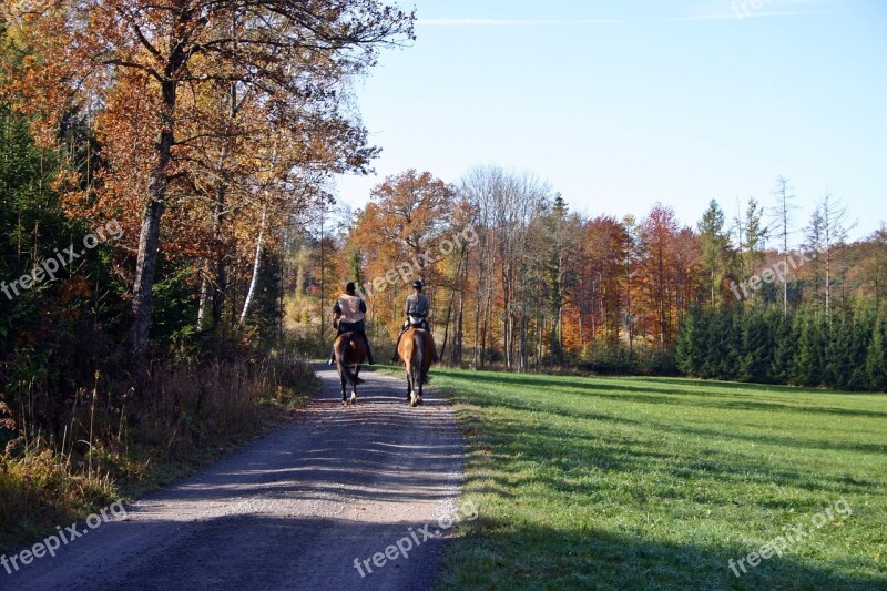 Ride Riding Forest Reiter Horses