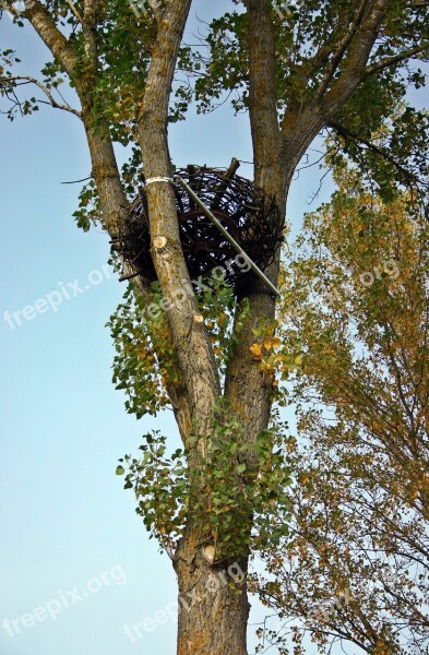 Nest Nesting Help Nature Conservation Nature Reserve Tree