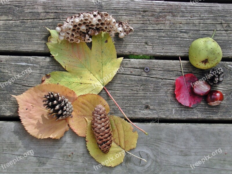 Autumn Fruits Fund Nature Autumn Decoration