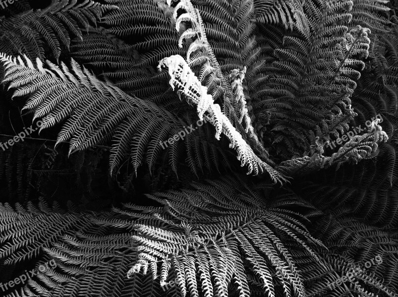 Ferns Fern Silver Grey Plant