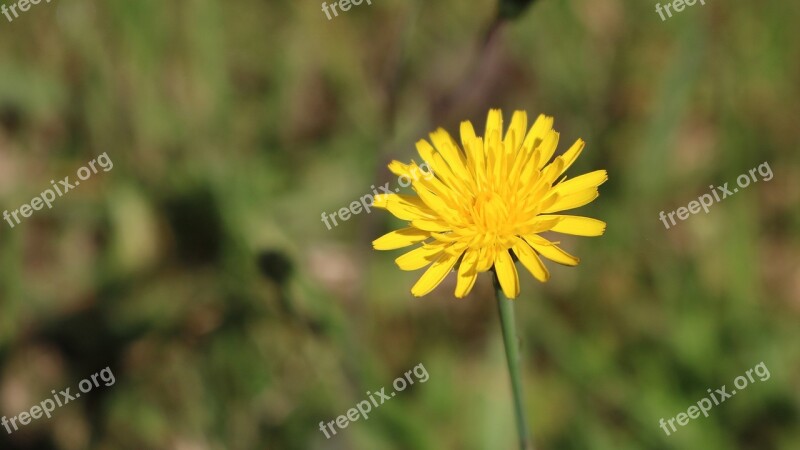 Flower Wild Yellow Close-up Closeup