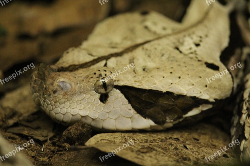 Snake Look Camouflage Animal Free Photos