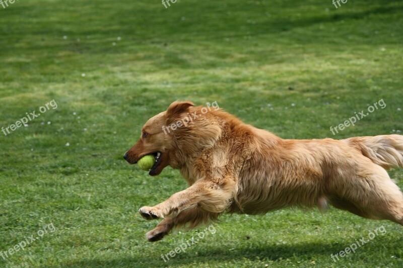 Dog Ball Runs Free Photos