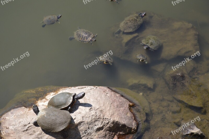 Turtle Turtles Water Stone Pond