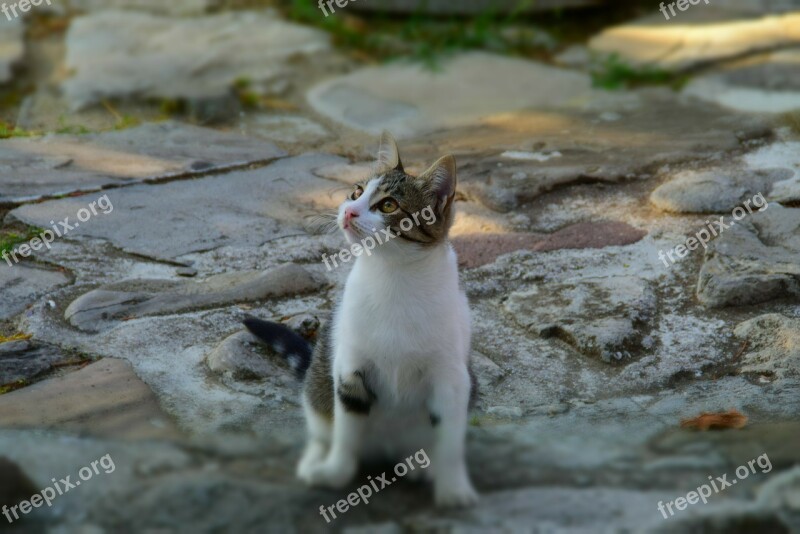 Cat White Grey Animal Domestic Cat