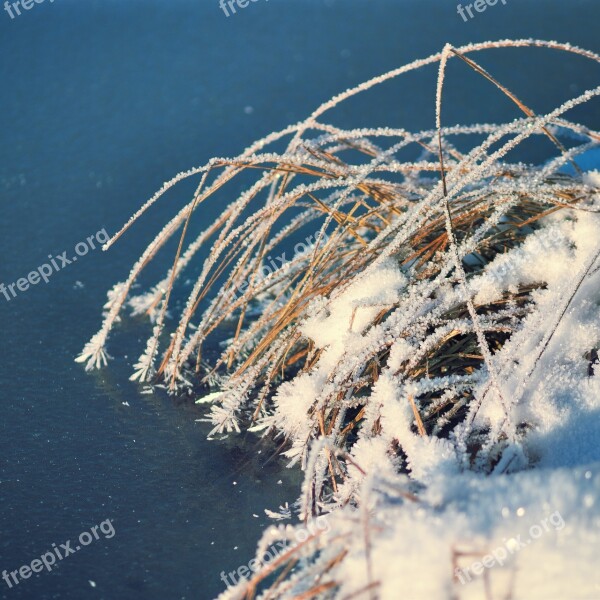 Grass Ice Frozen Mood Winter