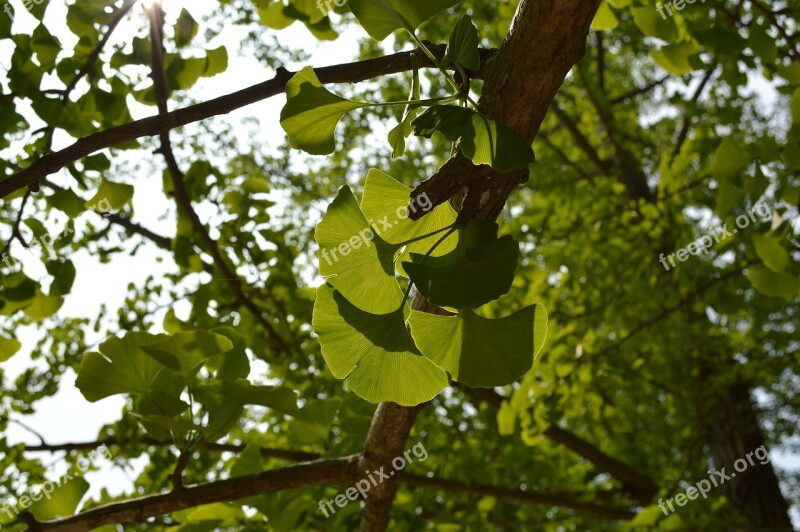 Green The Leaves Ginkgo Free Photos