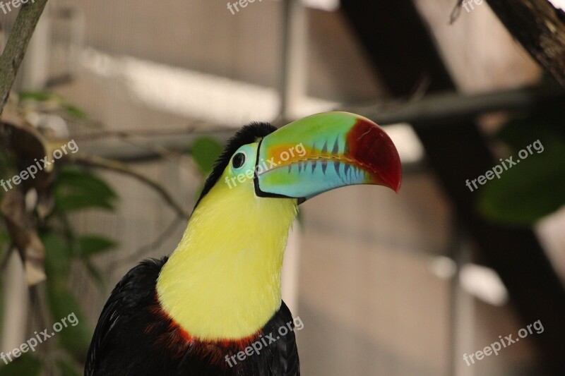 Toucan Keel Bird Poultry Tropics