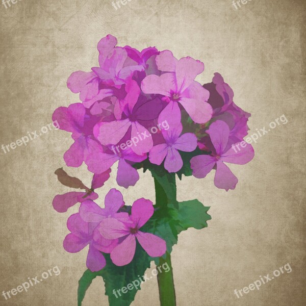 Flower Flowers Phlox Drawing Pink Flowers