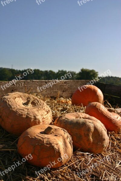 Pumpkin Sale Dare Autumn Harvest