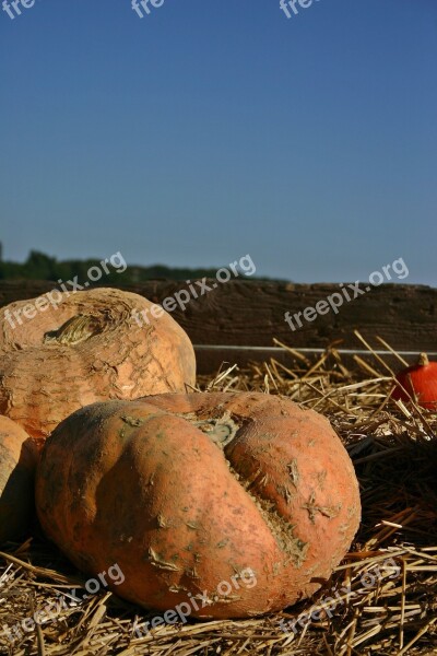 Pumpkin Sale Dare Autumn Harvest