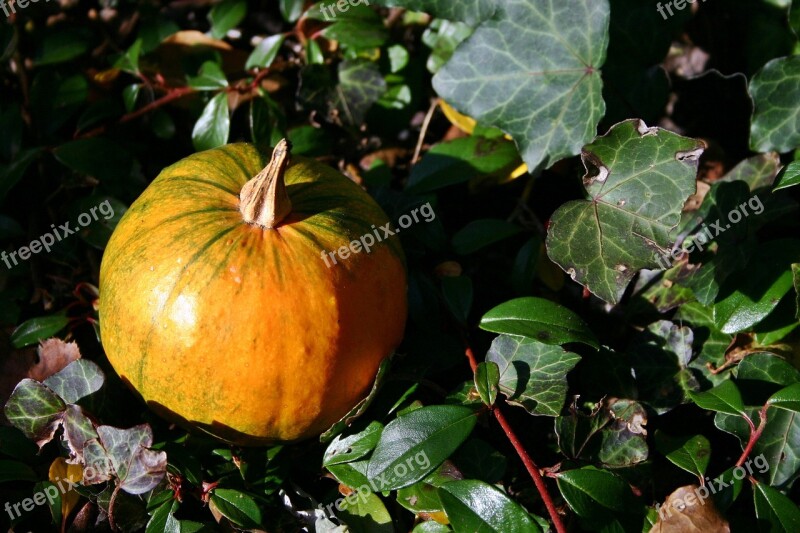 Gourd Autumn Leaves Orange Pumpkin