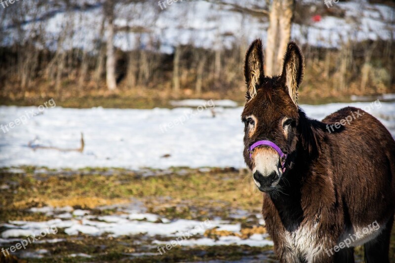 Donkey Field Animal Nature Farm