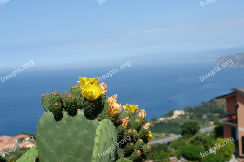 Sicily Mediterranean Sea Cactus Flower Free Photos