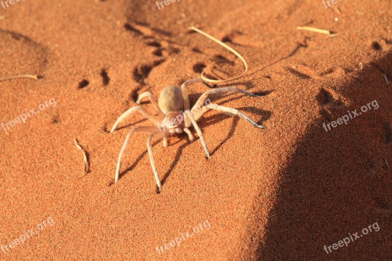 Spider Caution Desert Sand Risk