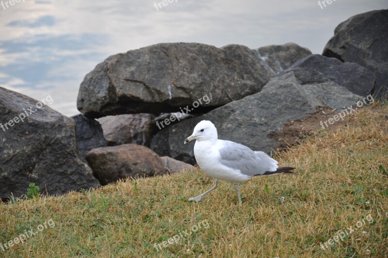 Bird Saint-laurent Charlevoix Free Photos