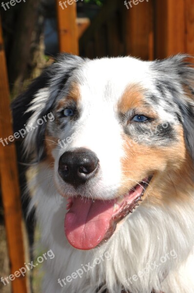 Berger Australian Australian Shepherd Domestic Animal Free Photos