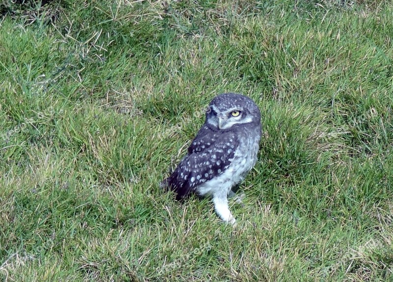 Bird Owl Spotted Owlet Athene Brama Nocturnal