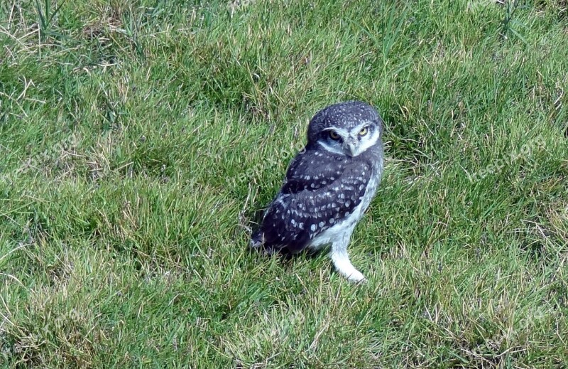 Bird Owl Spotted Owlet Athene Brama Nocturnal