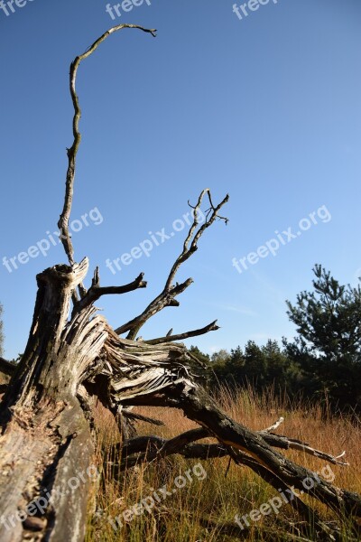 Nature Branches Heide Free Photos