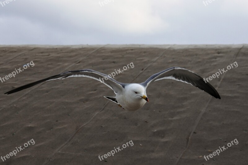 Animal Beach Promenade Sea Gull Seagull